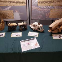 Links Backenzähne Mammoth, Mitte Säbelzahntiger und Rechts Vorfahren vom Bär.