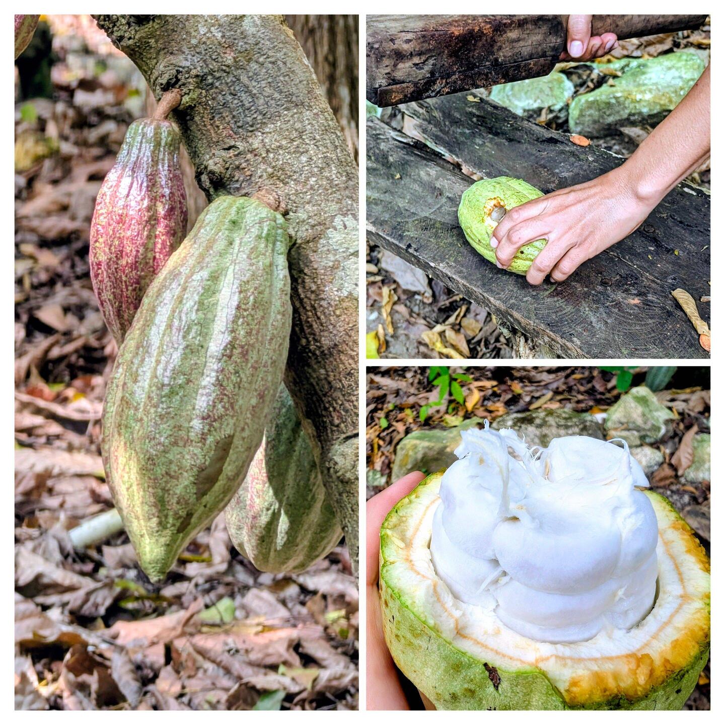 Die Frucht der Kakaofrucht, leicht säuerlich und lecker