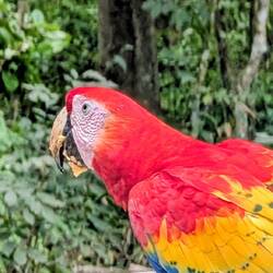 Aber die Aras waren das Highlight in Copàn