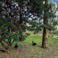 Neka perutnina kar po parku... Robinu se je melo za zmešat...