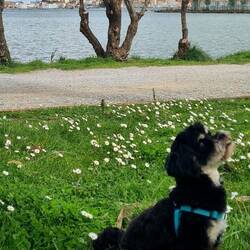 ... mali cuker med marjeticami... čaka priboljšek...