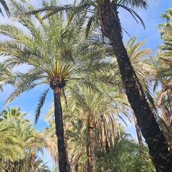 Date palm trees in an oasis