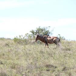 Red hartebeest (Kuhantilope)