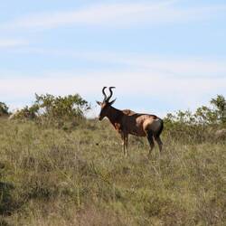 Red hartebeest (Kuhantilope)