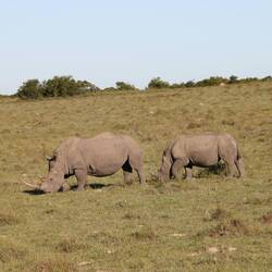 Breitmaul- oder weisses Nashorn mit Jungtier