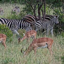 Zebras + Impala