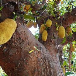 Jackfruit
