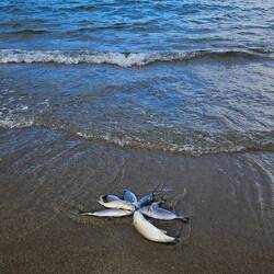 Sind zusammengebunden und liegen am Strand