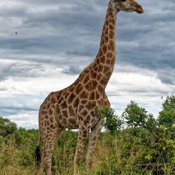 Das Größte - von ca. 150 gesehenen Giraffen