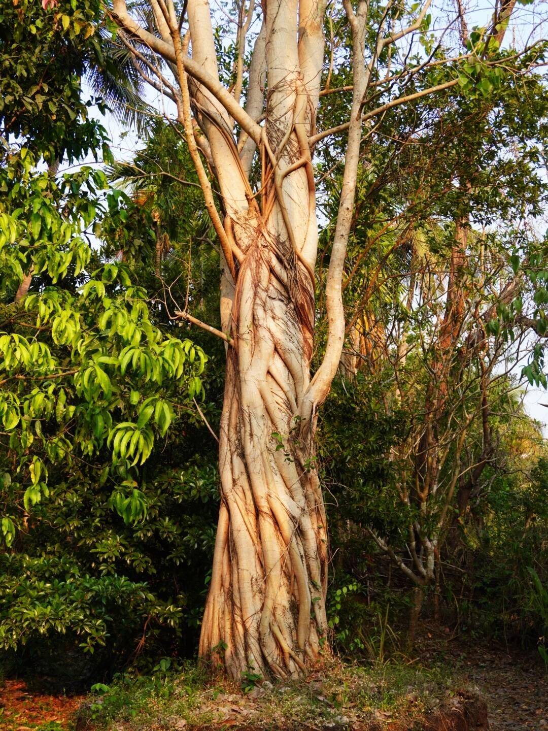 Buddha tree. Produziert 24/7 Sauerstoff weshalb Buddah immer unter so einem Baum gesessen hat.