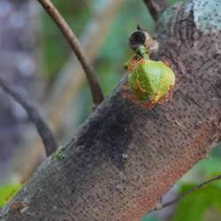 Wenn diese Ameise dich beißt muss sie geköpft werden, wie eine Zecke, da sie sich festbeißen
