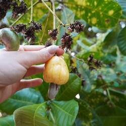 Cashew mit Fruchtkörper, welcher auch essbar ist