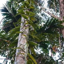 Vanille (keine Erntezeit)