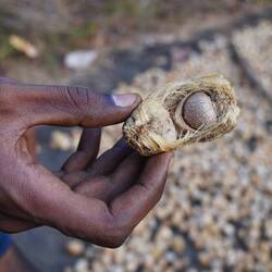 Betel-Nut macht high, wenn man es roh isst.