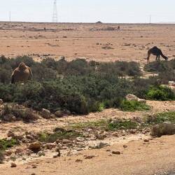 Dromedare am Straßenrand