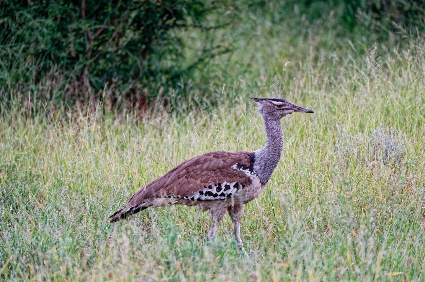 Reisentrappe - die schwerste fliegende Vogelart