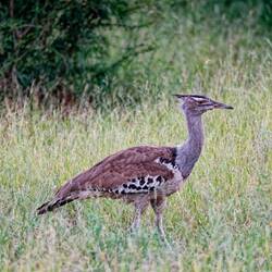 Reisentrappe - die schwerste fliegende Vogelart