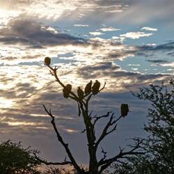 die Geier warten schon auf ihren Teil