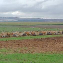 Rinder, Rinder, Rinder ...