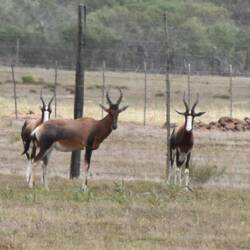 manchmal auch Antilopen