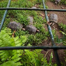 Teil der Anlage, die Nachzöglinge der Deutschen Post
