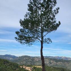 Kurz darauf schauen wir schon auf Castelló hinab.