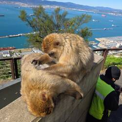 Da laust mich doch der Affe, mir juckt schon das Fell...