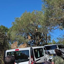 Die Affen fahren hier Taxi, sonst wären sie nicht auf dem Berg.