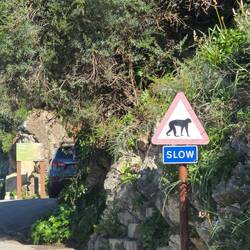 Bei uns wird leider nicht vor Affen im Straßenverkehr gewarnt.