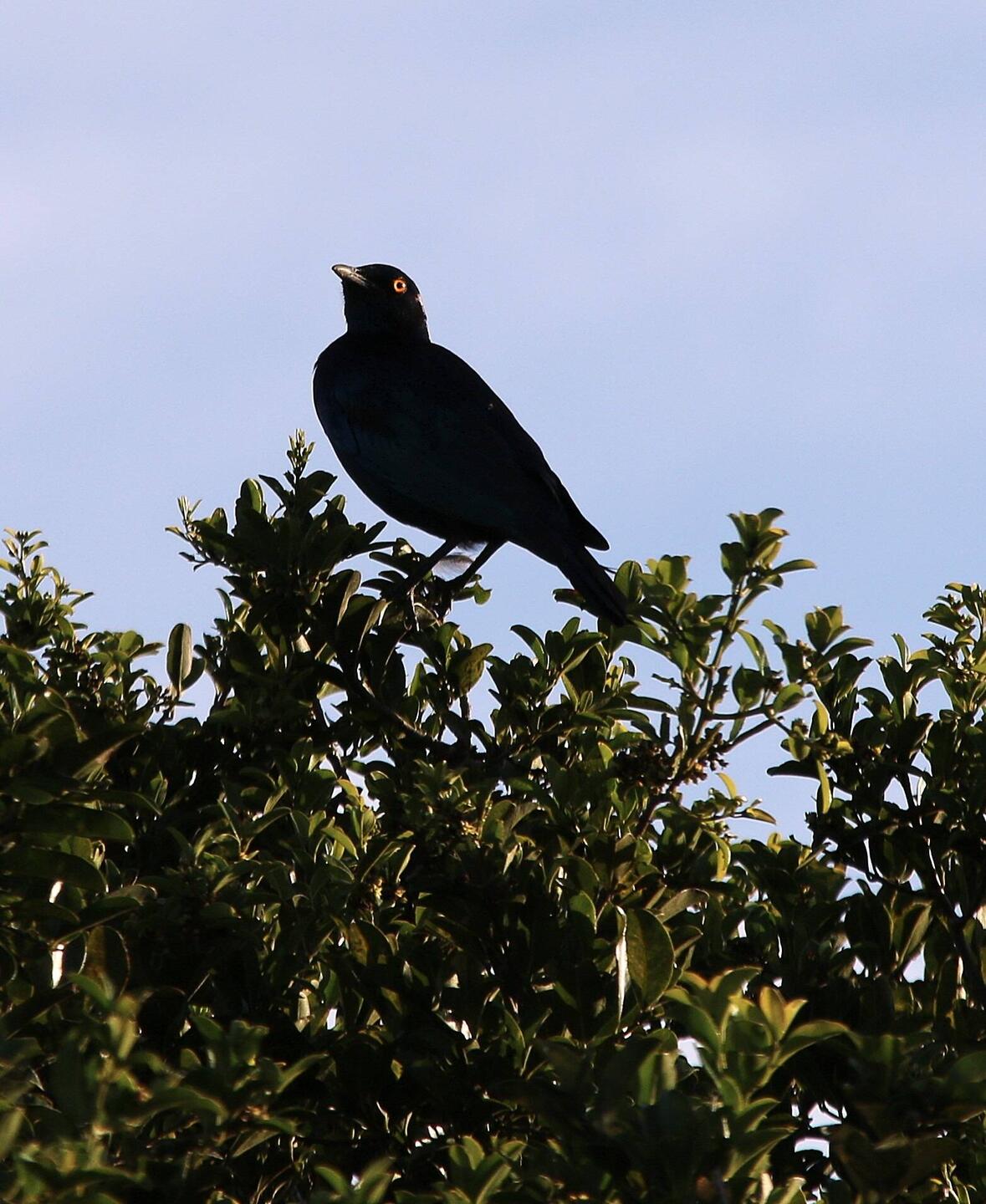 Pale-winged starling / Cap Star