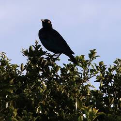 Pale-winged starling / Cap Star