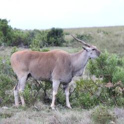 Elanantilopenweibchen