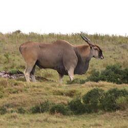Elanantilopenmännchen wird bis zu 1000kg schwer