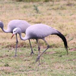 Blue cranes