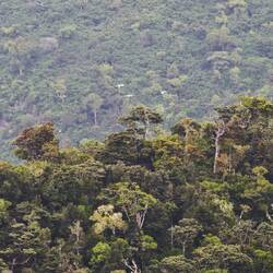 "dreeeei weeeiße Tauuuuben... Lalala"