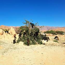 täglich lief eine Ziegenherde über den Platz