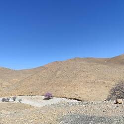 Auch hier ein blühender Mandelbaum im ausgetrockneten Flussbett