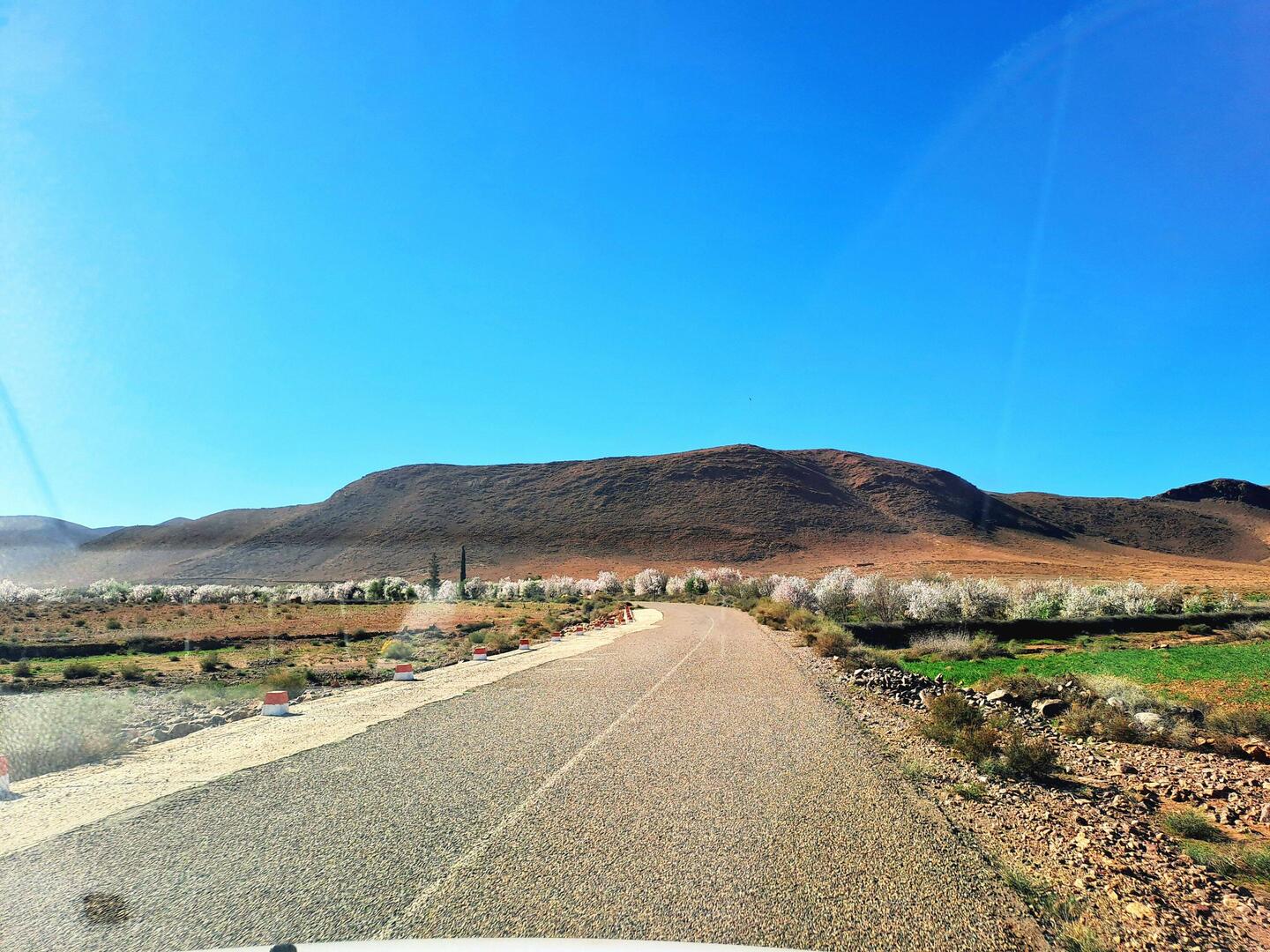 Blühende Mandelbäume entlang der Straße