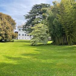 A specimen Cornus Controversa Variegata