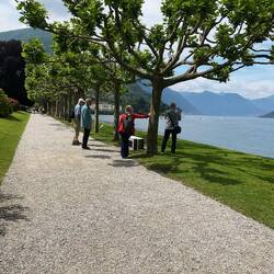 Pollarded plane trees
