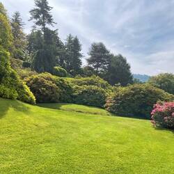 Massed rhododendron and azalea