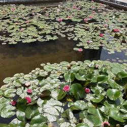 The lily pond
