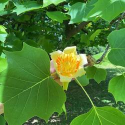 Liriodendron or Tulip Tree
