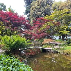 The Japanese pond and bridge