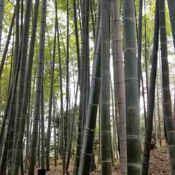 Der hier ist auch viel schöner... 🤫🤫