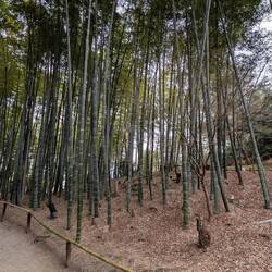 Der Bambuswald - zum Glück nicht so überlaufen wie der berühmte Arashiyama.