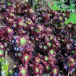 The one succulent photo from the Botanic Gardens!