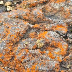 echte zierliche Gelbflechte