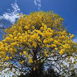Mehr Blüte geht kaum