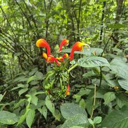 Und bunte Blüten im Wald